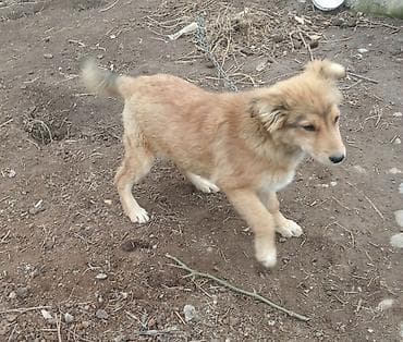 мал айдаган ит керек: Отдам даром щенят самцы Сокулук — 2