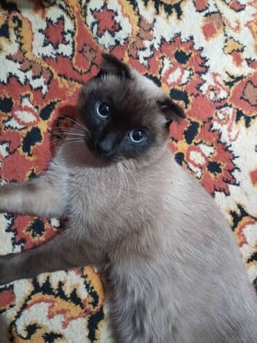 леопардовый кот: Кот с окрасом колор-пойнт (сиамский тип), гладкая короткая шерсть — 1