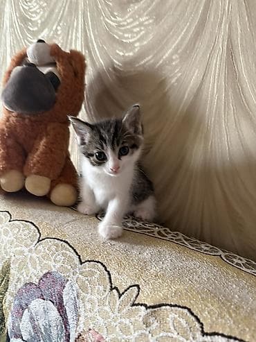 Иттер: Отдам котенка в добрые руки. К лотку приручен — 3