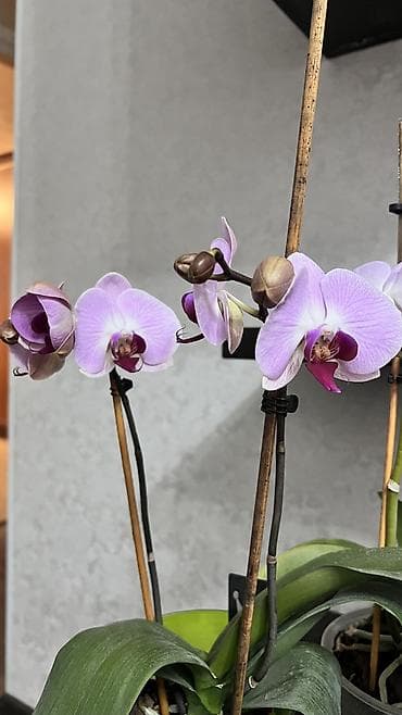 Комнатные растения: 1 орхидея живая цветущая с двумя цветоносами . 1500 сом . 2Орхидея — 1