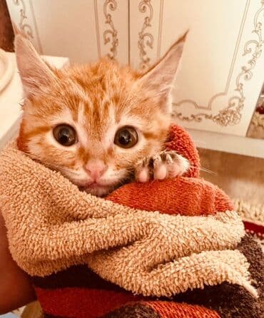 хочу купить кошку: Рыжий котёнок с ярким полосатым окрасом и выразительными глазами — 3