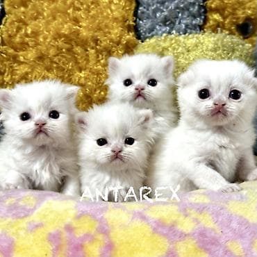 продам котят шотландских: Чистопородные шотландские котята от красивой привозной пары (Россия) — 1