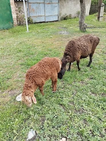 рыбы в кыргызстане: Продаю | Овца (самка) | Гиссарская | Для разведения | Матка — 4