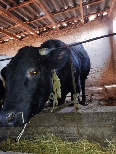 отдам в добрые руки собаку: Продаю | Бык (самец) | Для разведения | Племенные — 12