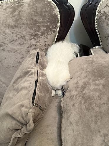 лысый кот: Шотландский вислоухий котёнок, окрас белый (cream/white). Круглая — 4