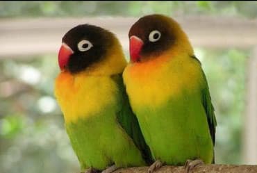 Неразлучники массковые. Так же есть Волнистые, Кареллы, Разеллы