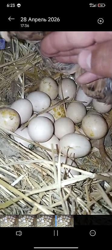 животные птицы: Продаю | Петух | Бойцовая | Для разведения — 2