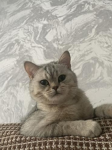 серебристая шиншила: Британская короткошёрстная кошка (серебристая шиншилла) - Окрас — 1