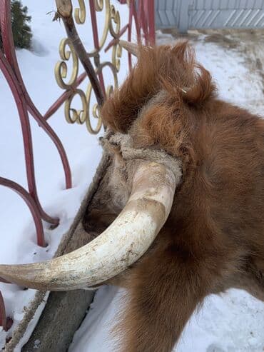 бее байтал: Продаю | Корова (самка) | Алатауская, Симментальская | На откорм, Для разведения, Для молока | После отела — 4