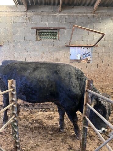 охотничий собак: Продаю | Бык (самец) | Для разведения — 5