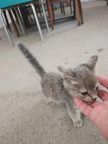 Үй жаныбарлары: Отдаётся котёнок: мальчик, около 1 месяца. Нашли на улице. Быстро — 8