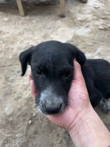 купить собаку хаски: Охотничейский күчүк 3 айлык үйротсо болот — 1