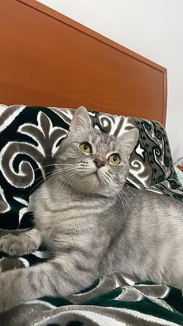скоттиш страйт шотландская прямоухая кошка: Скотиш Страйт (Шотландская прямоухая), 3 года, Девочка, Биколор, Приучена к лотку, С документами — 4