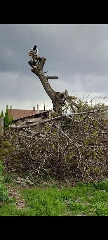 куплю бензопилу штиль: Спил Дерево Профессиональные работы по деревьям - Высотная обрезка и — 2