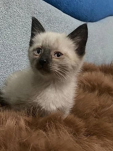 Тайская, 1 месяц, Мальчик