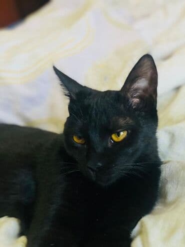 сиамские кот: Кошка даром: Беспородная, 6 месяцев, Девочка, Приучена к лотку, Проглистована — 3