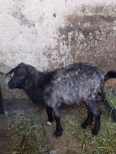 йоркширский терьер мини цена: Продаю | Козлёнок | Для разведения — 4