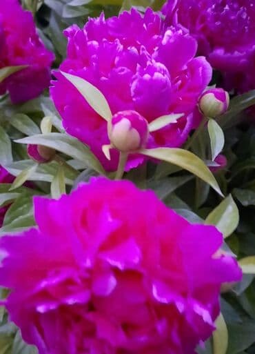 семена адениума купить: Көчөттөр гүлдүн: Флокстор — 4