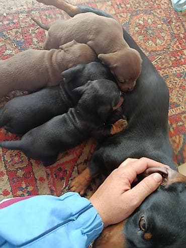 порода такса: Щенки таксы, гладкошерстные, стандарт/мини - Окрас: шоколад с — 6