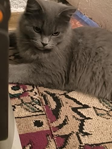 отдам хорошие руки котят: Котята, помёт из трёх малышей: -Родились — 3