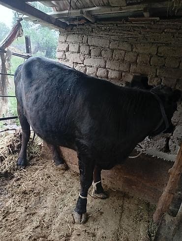 кальций для кур: Продаю | Корова (самка) | Для молока | Привязанные — 4