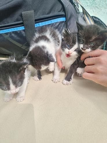 Котята, черно-белые «масочки» - Возраст: младшие котята (еще совсем