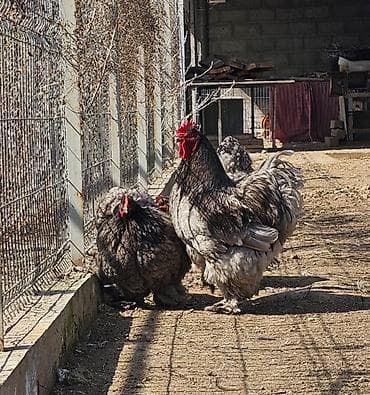 авган кочкорлор: Сатам | Инкубацияланган жумурткалар | Кохинхин | Көбөйтүү үчүн — 1