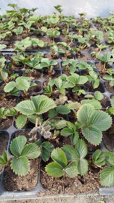 Рассада клубники (садовой земляники) в кассетах Мурано,ВивараСан-