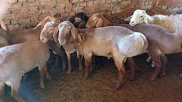 эркек ит ош: Сатам | Ургаачы кой (ургаачы) | Көбөйтүү үчүн — 3