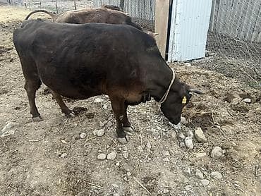 каракол животных: Продаю | Корова (самка) | Для молока — 2