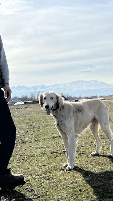 собака самец: Собака породы типа борзой/легавой внешности, светло-кремового окраса с — 1
