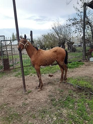 корги собаки: Продаю | Жеребенок | Полукровка | Конный спорт — 4