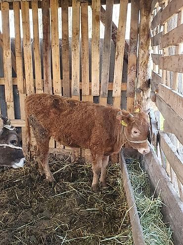 Животные: Продаю | Тёлка | Алатауская | Для разведения | Привязанные — 4