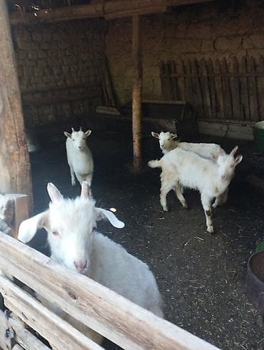 коза молочный: Продаю | Козлёнок | Для разведения — 4