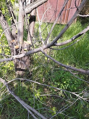 фруктовые дрова: Дрова Фруктовая древесина, Самовывоз — 1