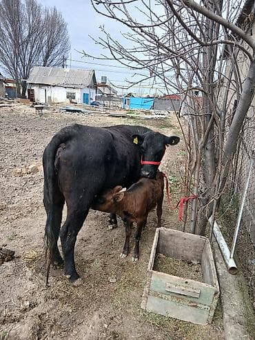 баран дулан: Продаю | Корова (самка) | Для разведения | После отела — 1