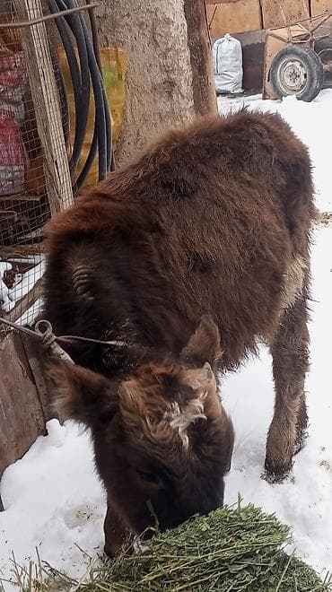 бычок кара балта: Продаю | Тёлка | Полукровка | На откорм | Привязанные — 3