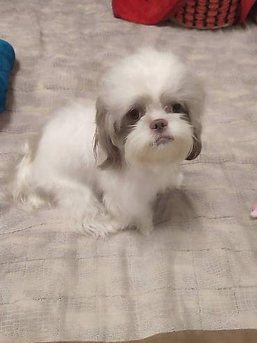 Грызуны: Собака даром: Мальтипу, 3 года, Самка, С прививкой — 1