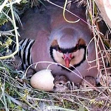 клетки для попугаев: Продаются кеклики памирские несутся круглый год сами высаживают и — 1