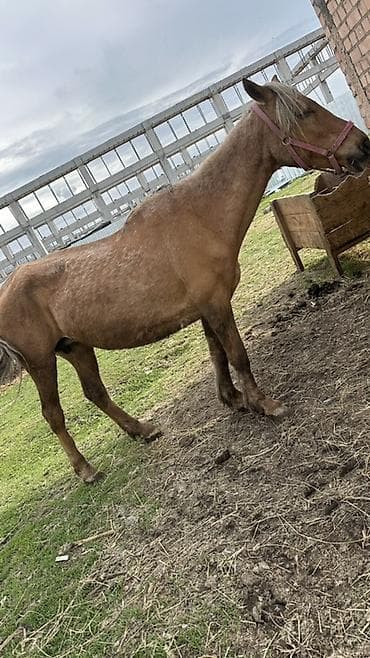 Продаю | Жеребец | Рабочий
