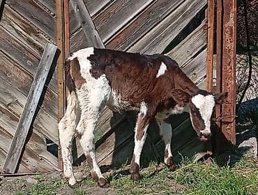 милые животные: Продаю | Тёлка | На откорм | Искусственник — 4