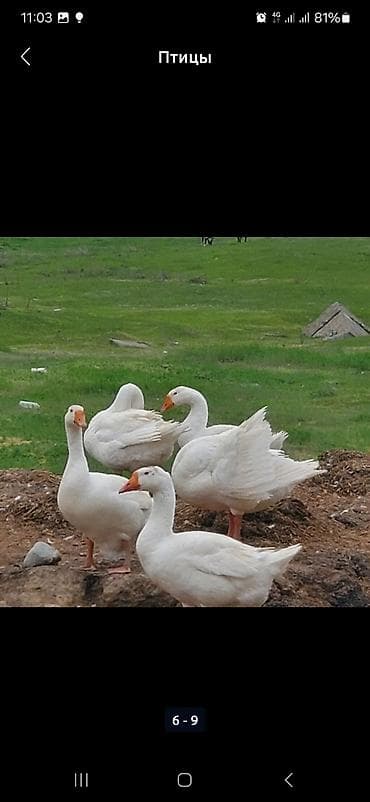 Животные: В наличии около100шт свежие инкубационные яйца ГУСИНЫЕ, порода — 6