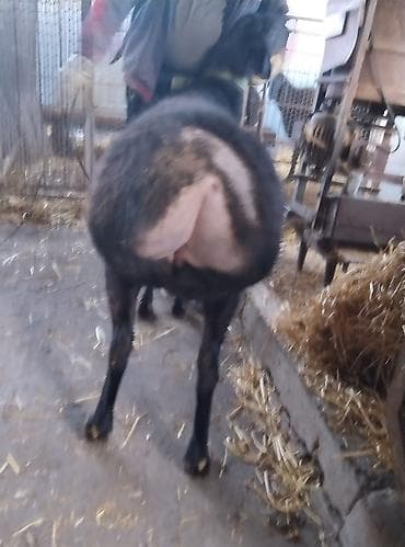 романовский: Продаю | Овца (самка) | Гиссарская | Для разведения | Матка — 4