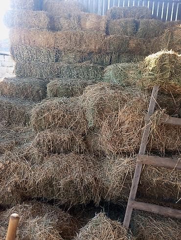 кукурузные шарики: Сено в тюках - Упаковано в прямоугольные тюки, удобные для ручной — 2