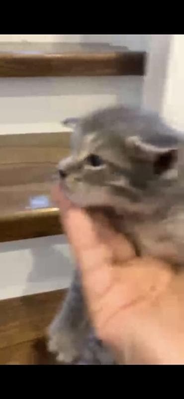 Котята, домашний помет. Описание: - Милые котята с разным окрасом — 3