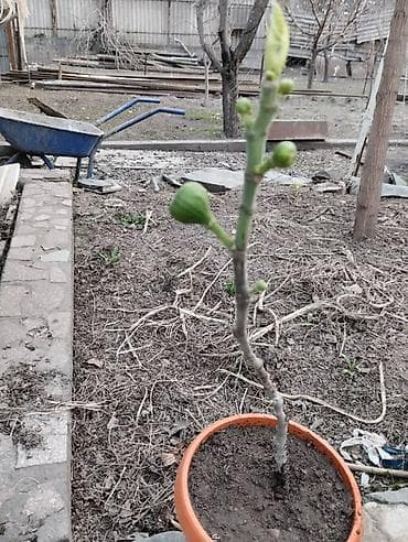 бонсай бишкек: Продаю инжир. Находится в село маевка. Цены разные, договорная — 2