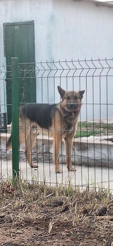 жер уй бишкек сатылат: Немис овчаркасы, 3 жаш, Эркек, Эмделген — 3