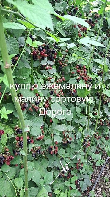 Үй жана бакча: Кара бүлдүркөн Дүңүнөн — 1