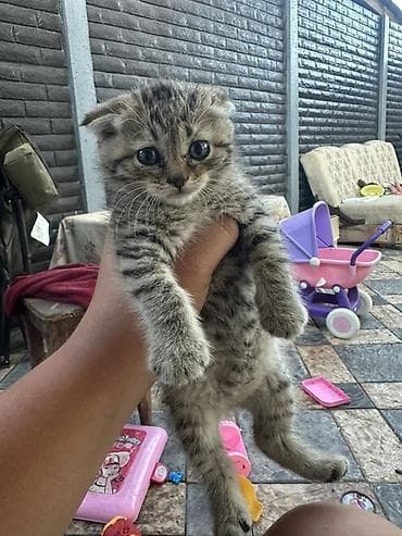Котёнок, тигровый табби, с милыми «складочками» Продаю котенка — 4