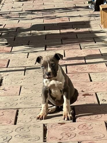 ош собаки: Щенок питбуля, 2 месяца — 3